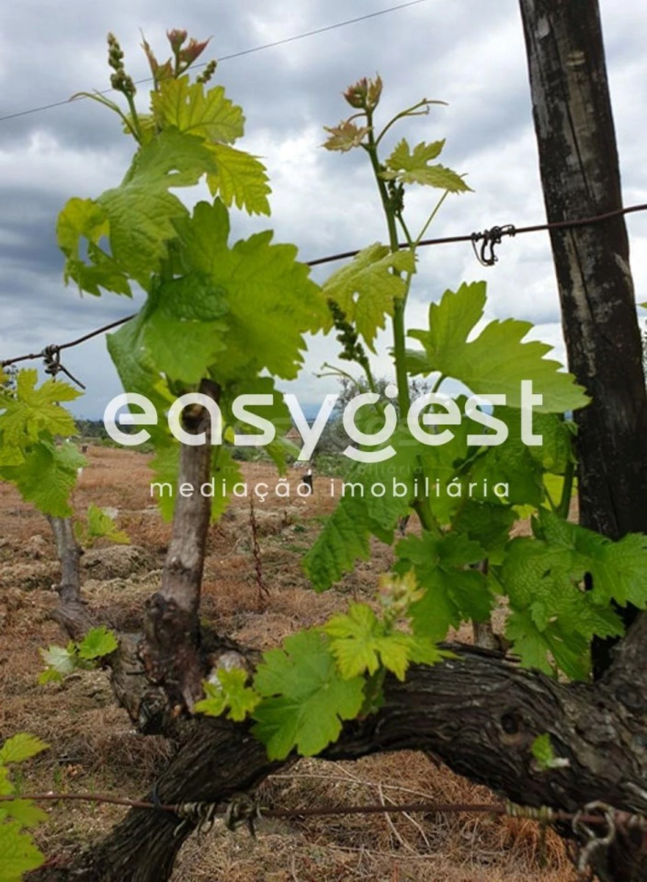 Quinta para Venda em Travancinha Foto 7