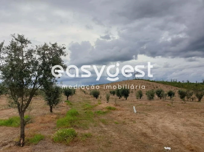 Quinta para Venda em Travancinha