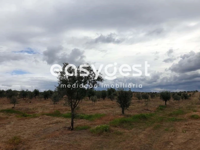 Quinta para Venda em Travancinha Foto 4