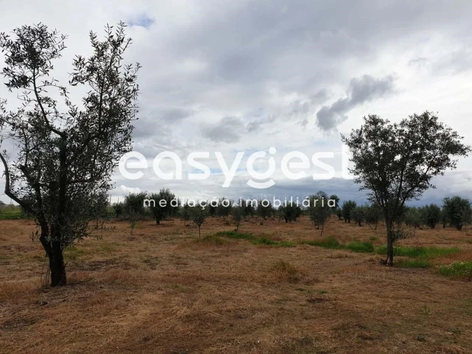 Quinta para Venda em Travancinha Foto 6