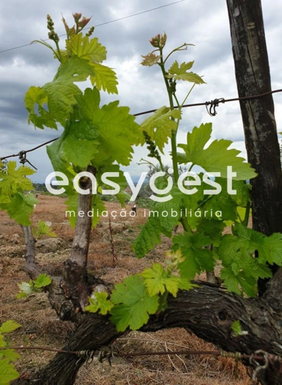 Quinta para Venda em Travancinha Foto 7