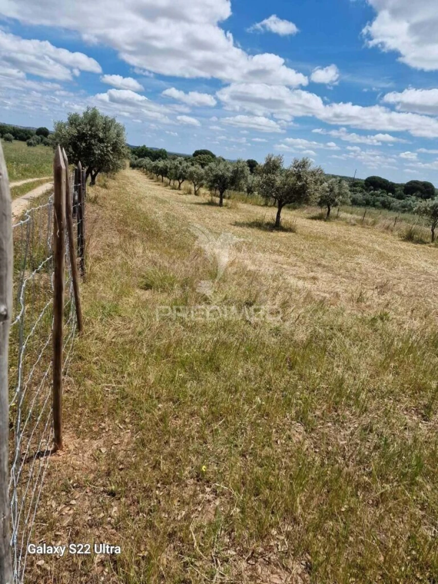 Terreno para Venda em Torrão Foto 13