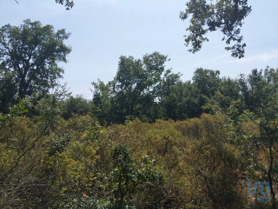 Terreno para Venda em Chãos Foto 10