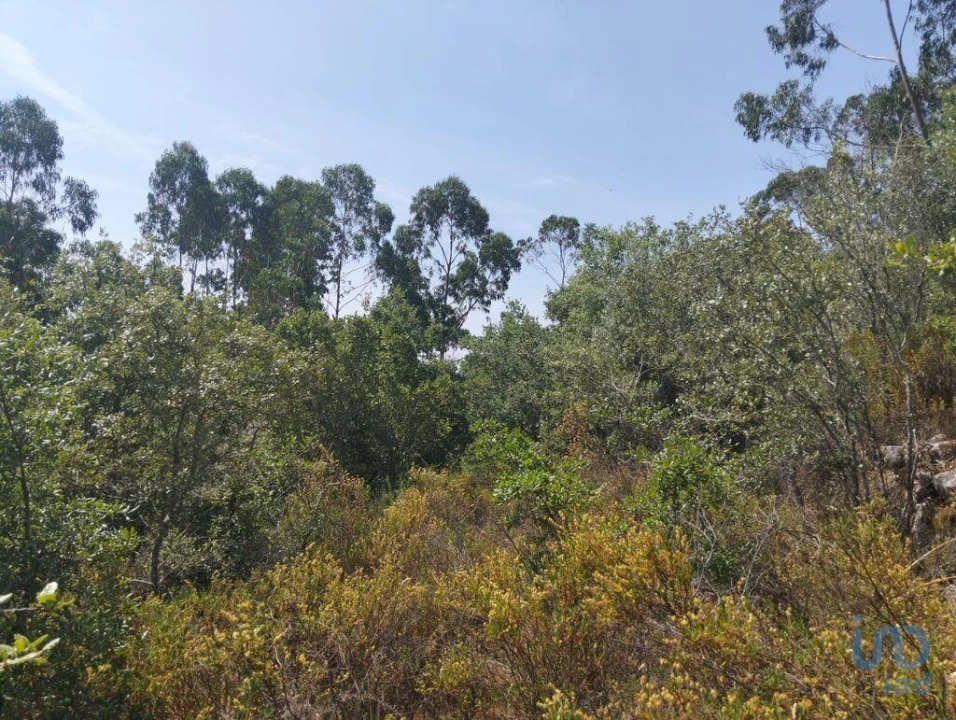 Terreno para Venda em Chãos Foto 13