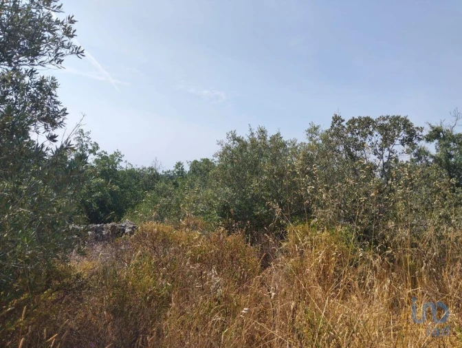Terreno para Venda em Chãos Foto 6