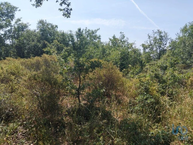 Terreno para Venda em Chãos Foto 14