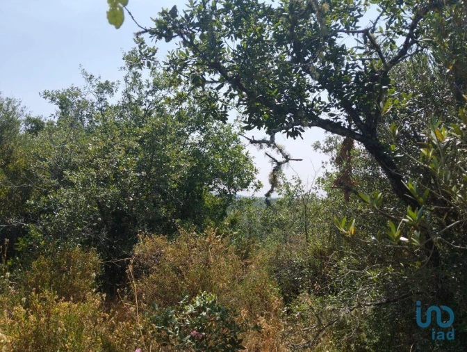 Terreno para Venda em Chãos Foto 9