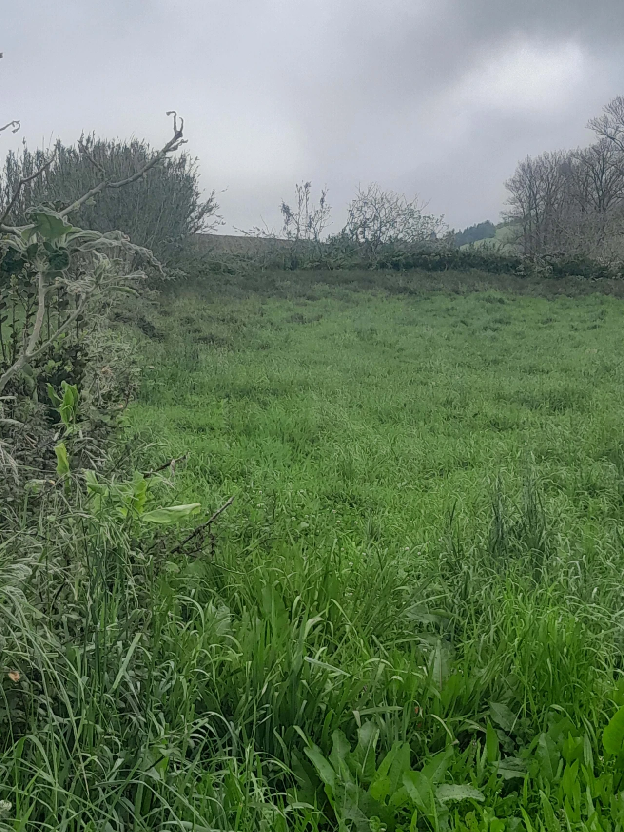 Terreno para Venda em Lagoa (Santa Cruz) Foto 8