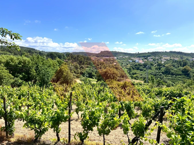 Terreno para Venda em Candosa Foto 7