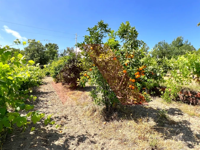 Terreno para Venda em Candosa Foto 6