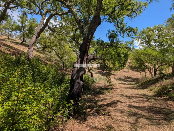 Terreno para Venda em Grândola e Santa Margarida da Serra Foto 12
