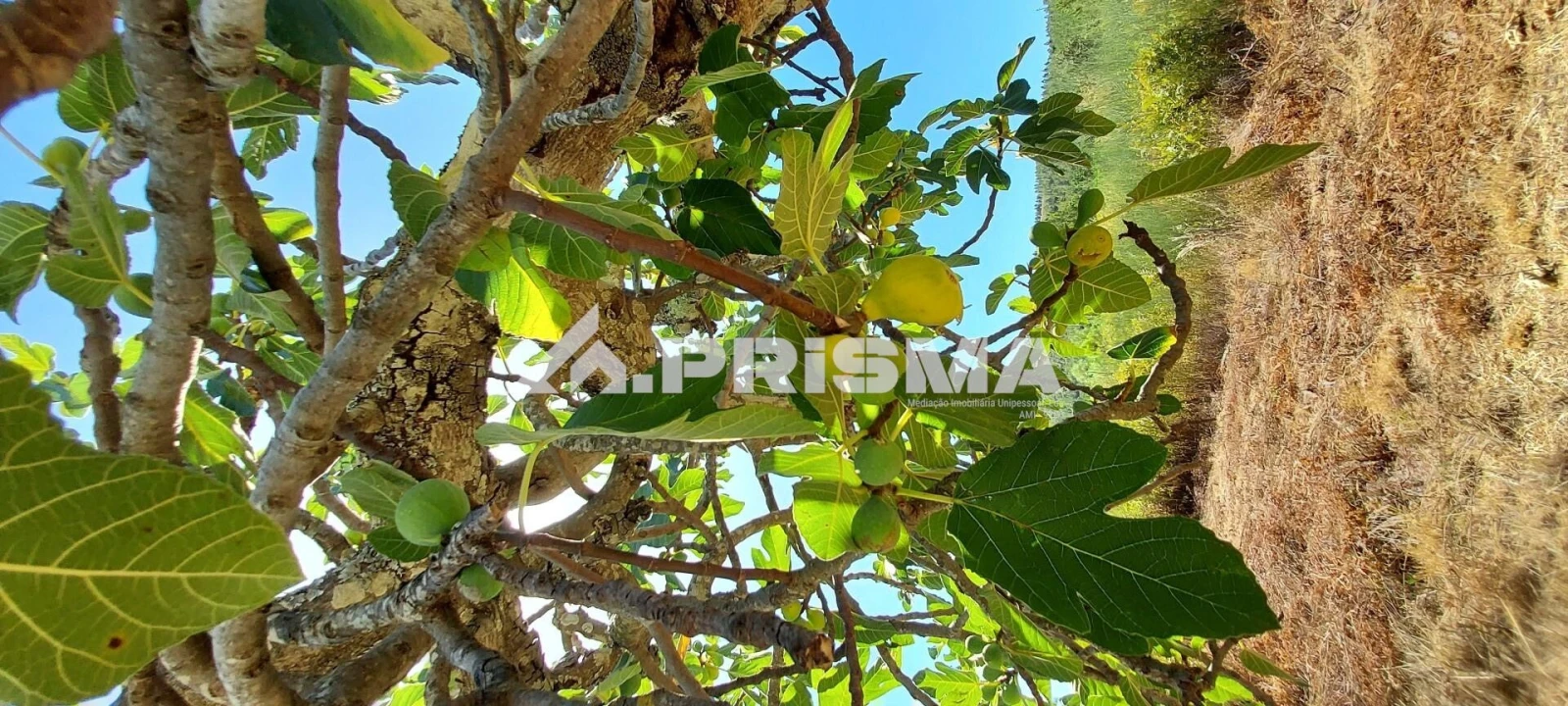 Quinta T3 para Venda em Penamacor Foto 15