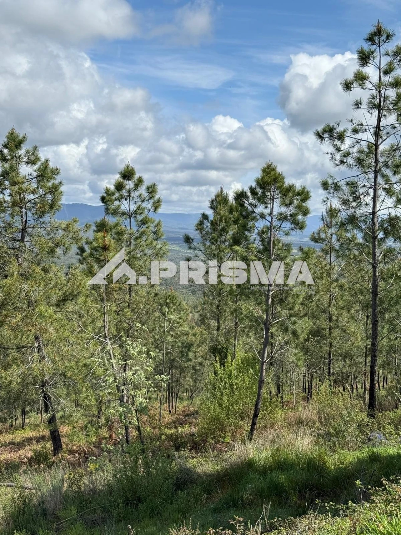 Quinta T3 para Venda em Penamacor Foto 38