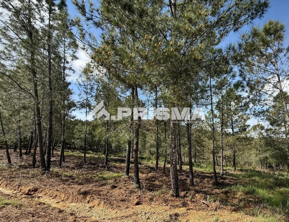 Quinta T3 para Venda em Penamacor Foto 35