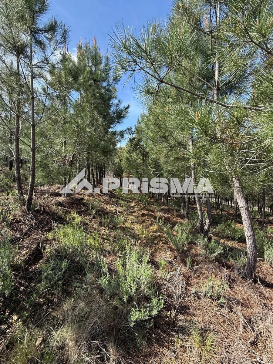 Quinta T3 para Venda em Penamacor Foto 36