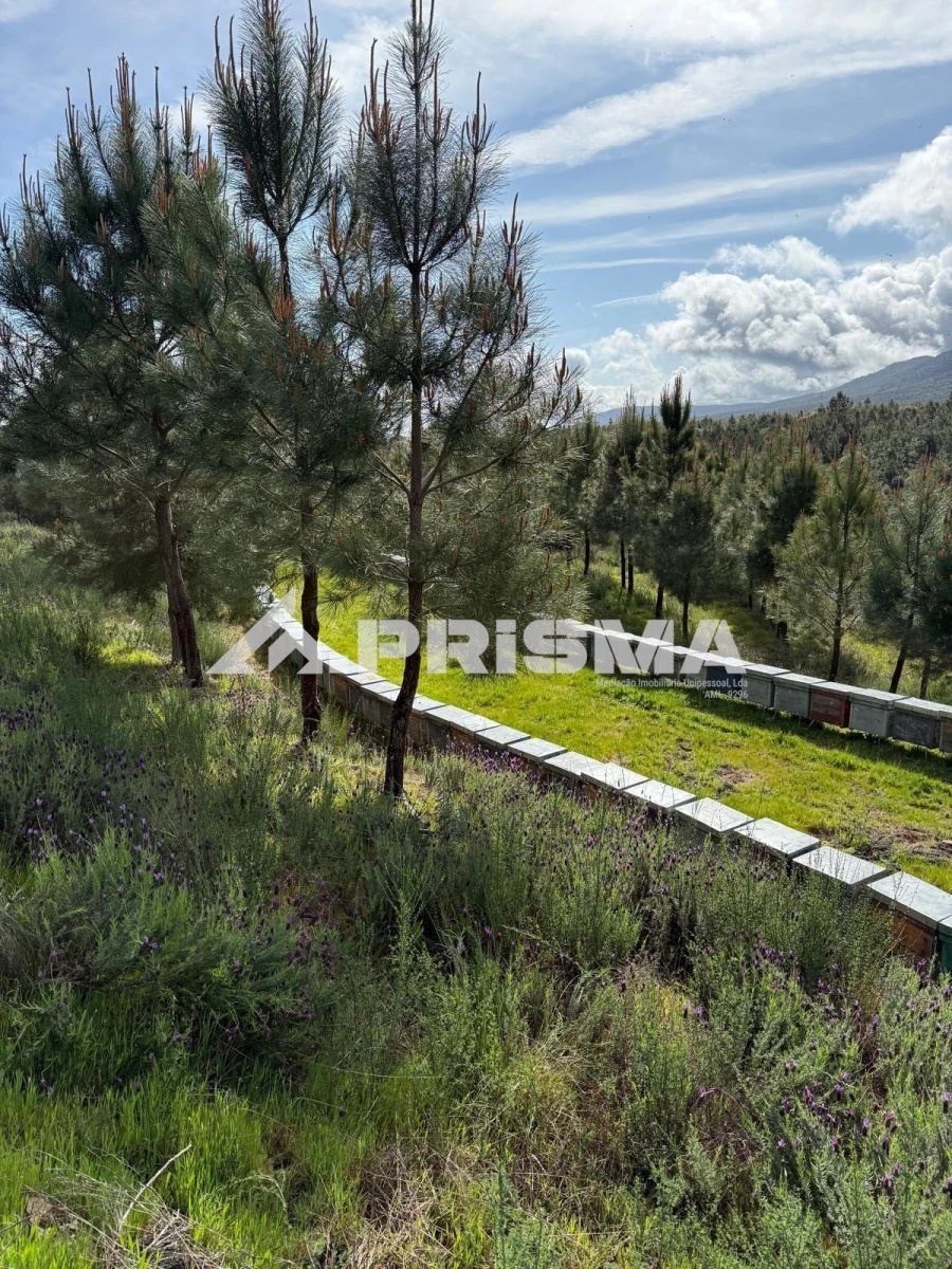 Quinta T3 para Venda em Penamacor Foto 22