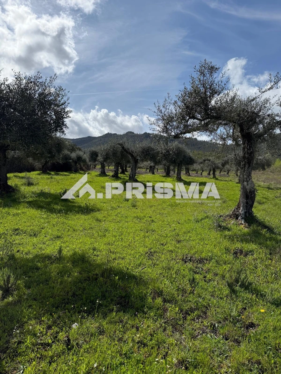 Quinta T3 para Venda em Penamacor Foto 23