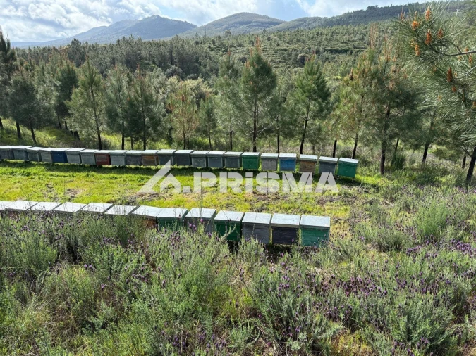 Quinta T3 para Venda em Penamacor Foto 21