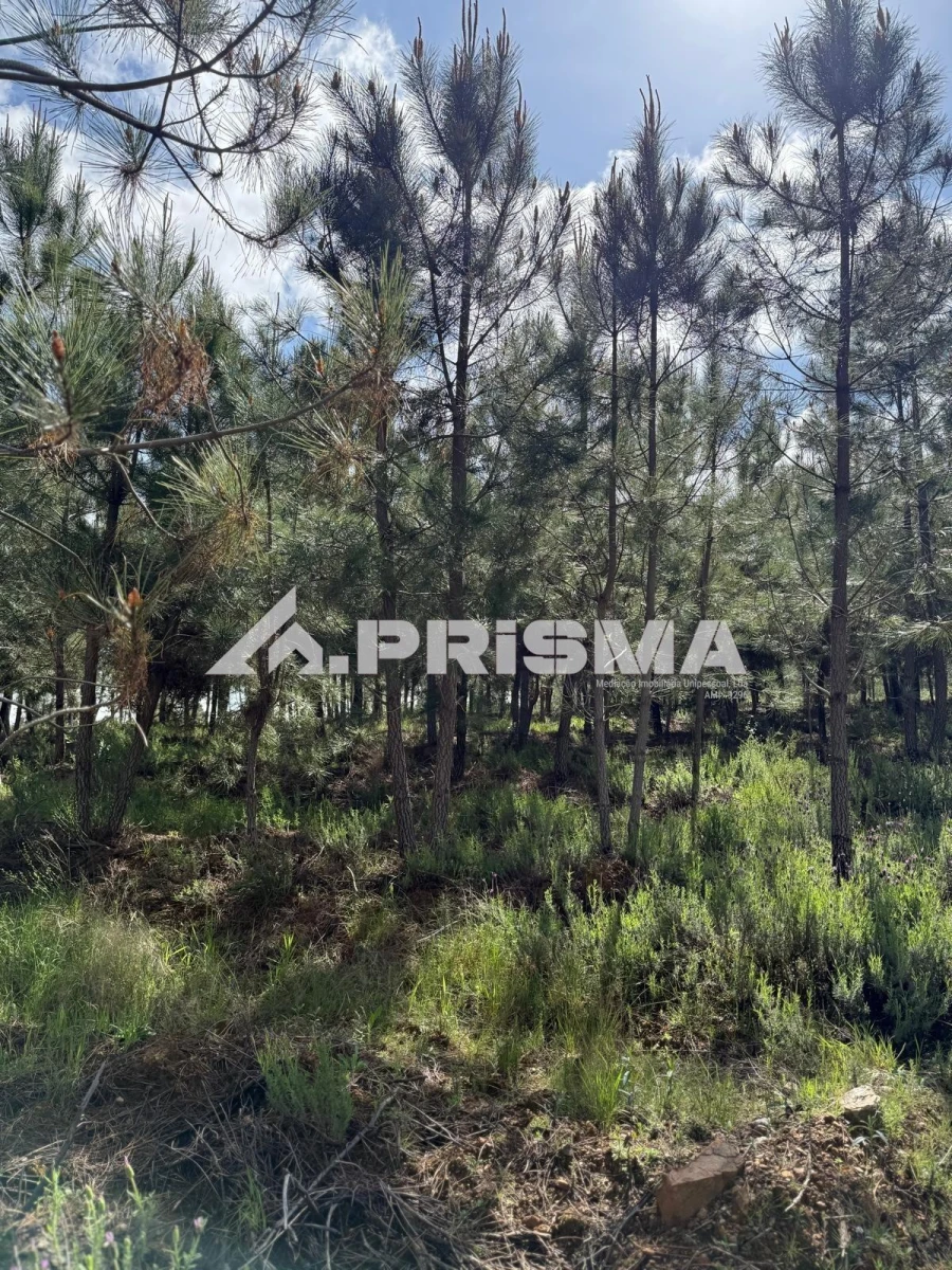 Quinta T3 para Venda em Penamacor Foto 30