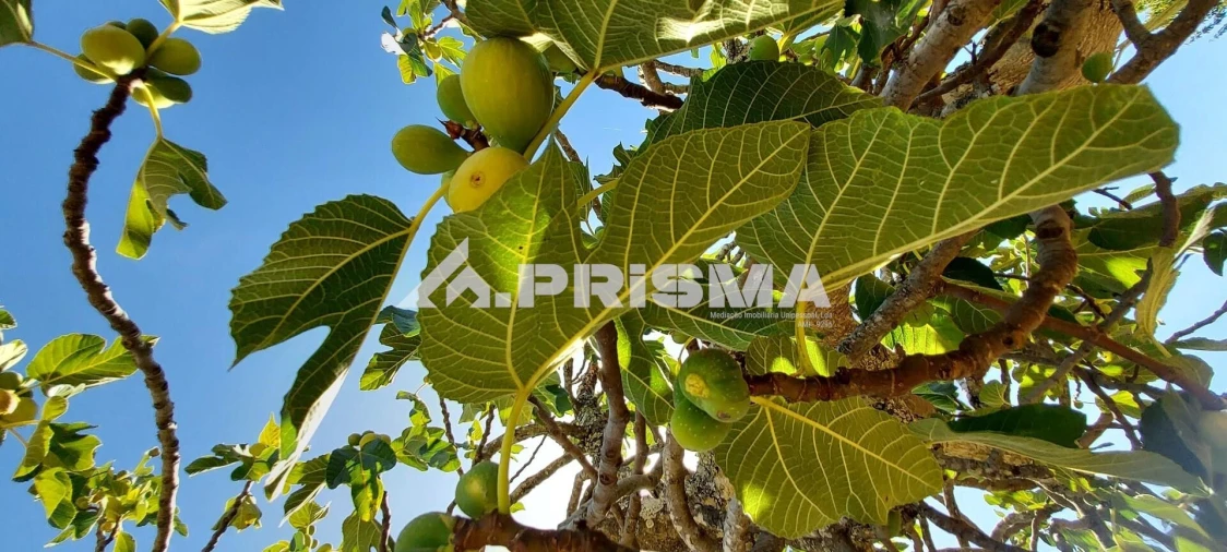 Quinta T3 para Venda em Penamacor Foto 16