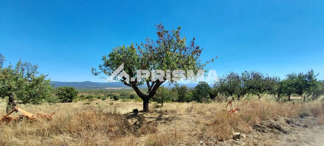 Quinta T3 para Venda em Penamacor Foto 14