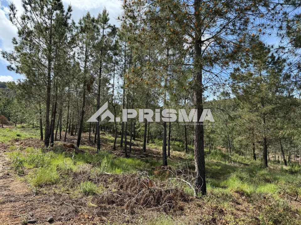 Quinta T3 para Venda em Penamacor Foto 33