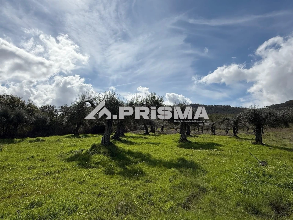 Quinta T3 para Venda em Penamacor Foto 24