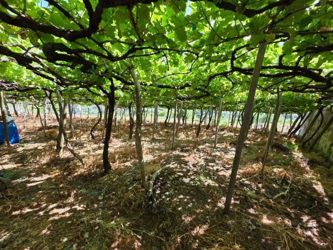 Terreno para Venda em São Vicente Foto 11