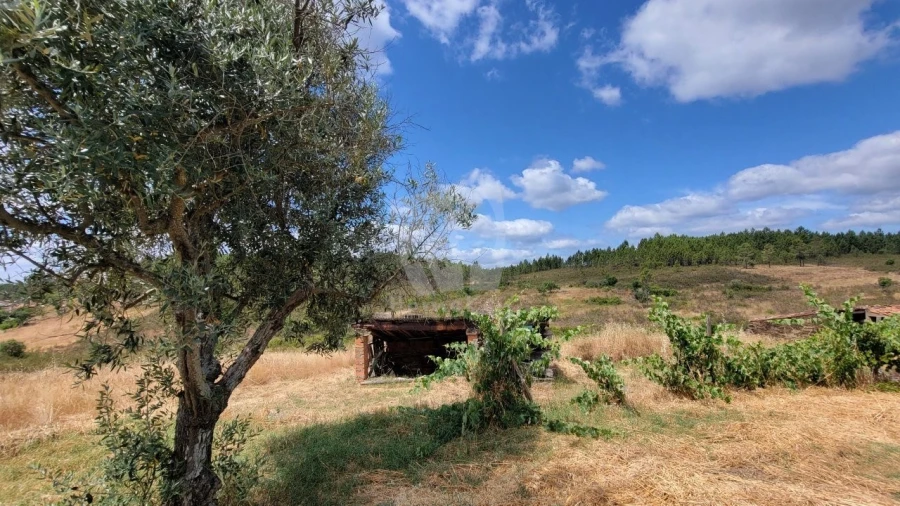 Quinta T4 para Venda em Sarzedas Foto 65