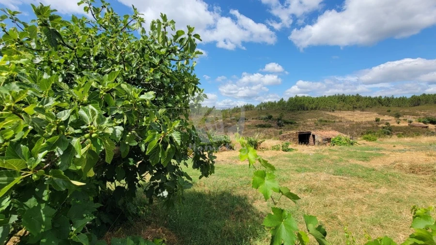 Quinta T4 para Venda em Sarzedas Foto 55