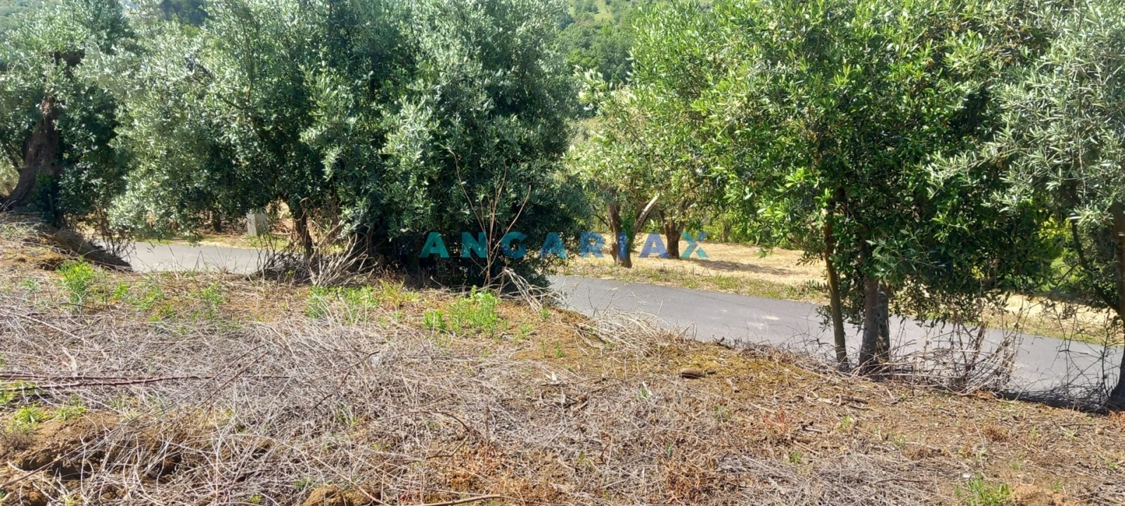 Terreno para Venda em Leiria, Pousos, Barreira e Cortes Foto 7