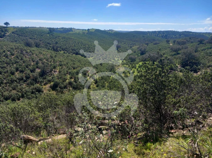 Terreno para Venda em Serpa (Salvador e Santa Maria) Foto 2
