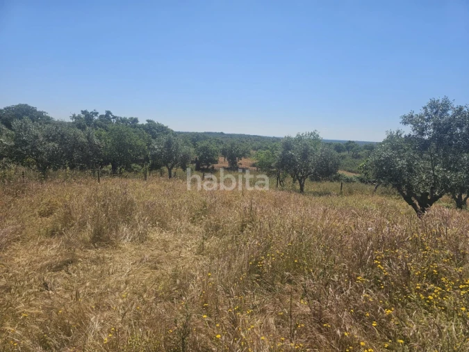 Quinta T1 para Venda em Abela