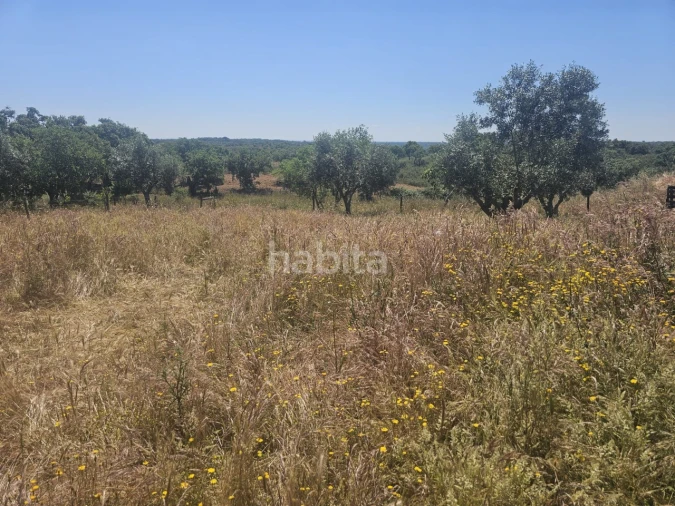 Quinta T1 para Venda em Abela Foto 7