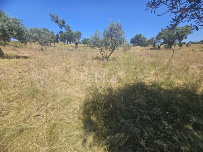 Quinta T1 para Venda em Abela Foto 27