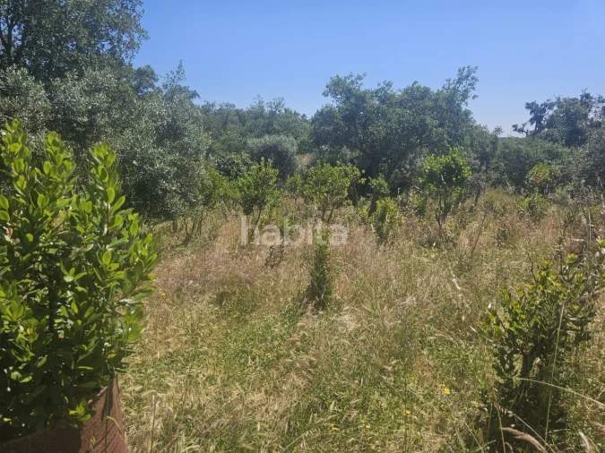 Quinta T1 para Venda em Abela Foto 30