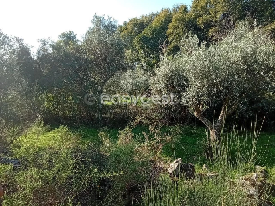 Terreno Agricola ou Rústico para Venda em Póvoa de Rio de Moinhos e Cafede Foto 4