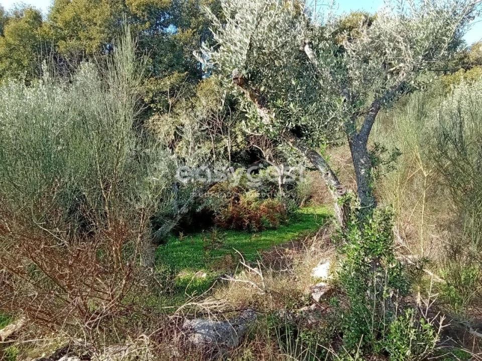 Terreno Agricola ou Rústico para Venda em Póvoa de Rio de Moinhos e Cafede Foto 5