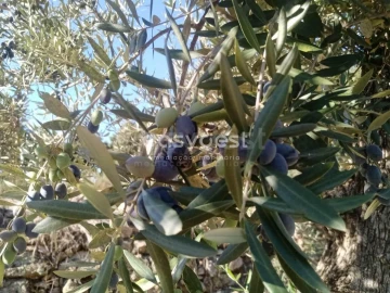 Terreno Agricola ou Rústico para Venda em Póvoa de Rio de Moinhos e Cafede