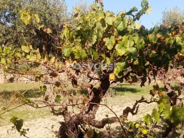 Terreno Agricola ou Rústico para Venda em Póvoa de Rio de Moinhos e Cafede