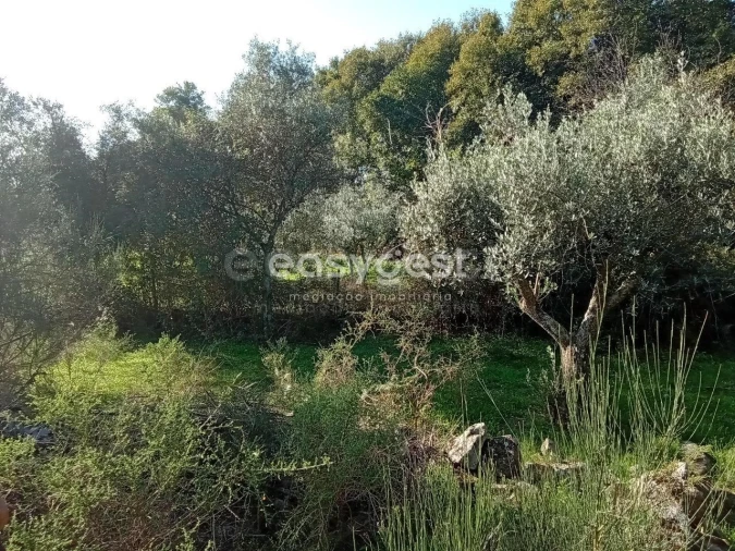 Terreno Agricola ou Rústico para Venda em Póvoa de Rio de Moinhos e Cafede Foto 4