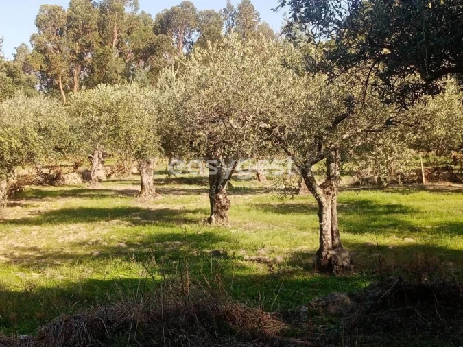Terreno Agricola ou Rústico para Venda em Póvoa de Rio de Moinhos e Cafede Foto 7