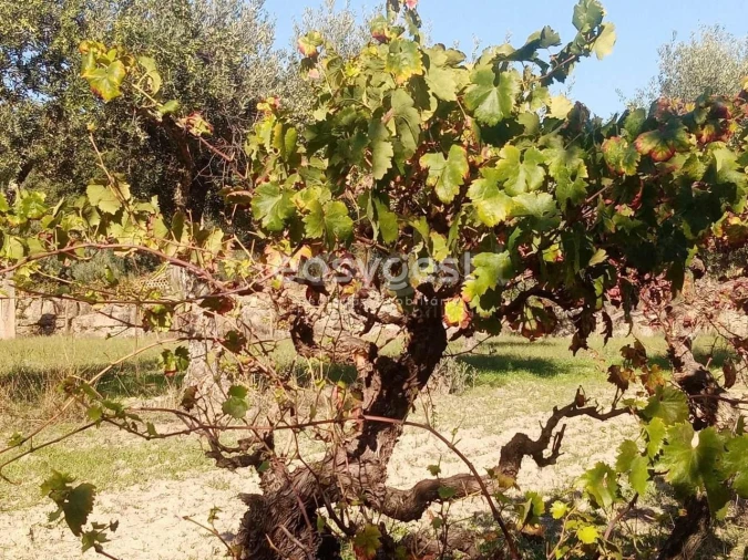 Terreno Agricola ou Rústico para Venda em Póvoa de Rio de Moinhos e Cafede Foto 8