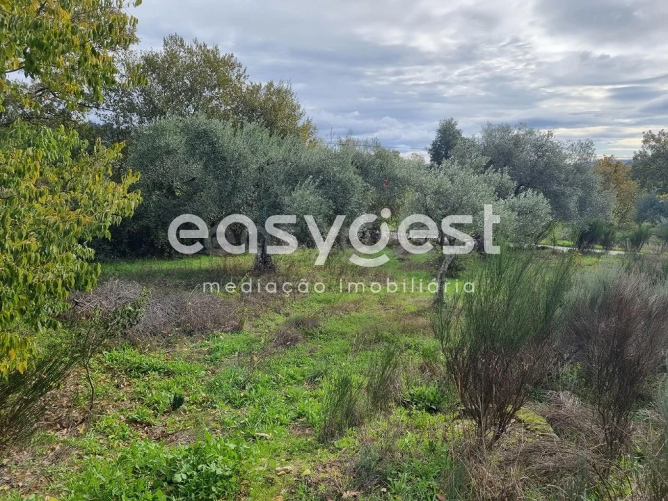 Terreno Agricola ou Rústico para Venda em Monsanto e Idanha-A-Velha Foto 2