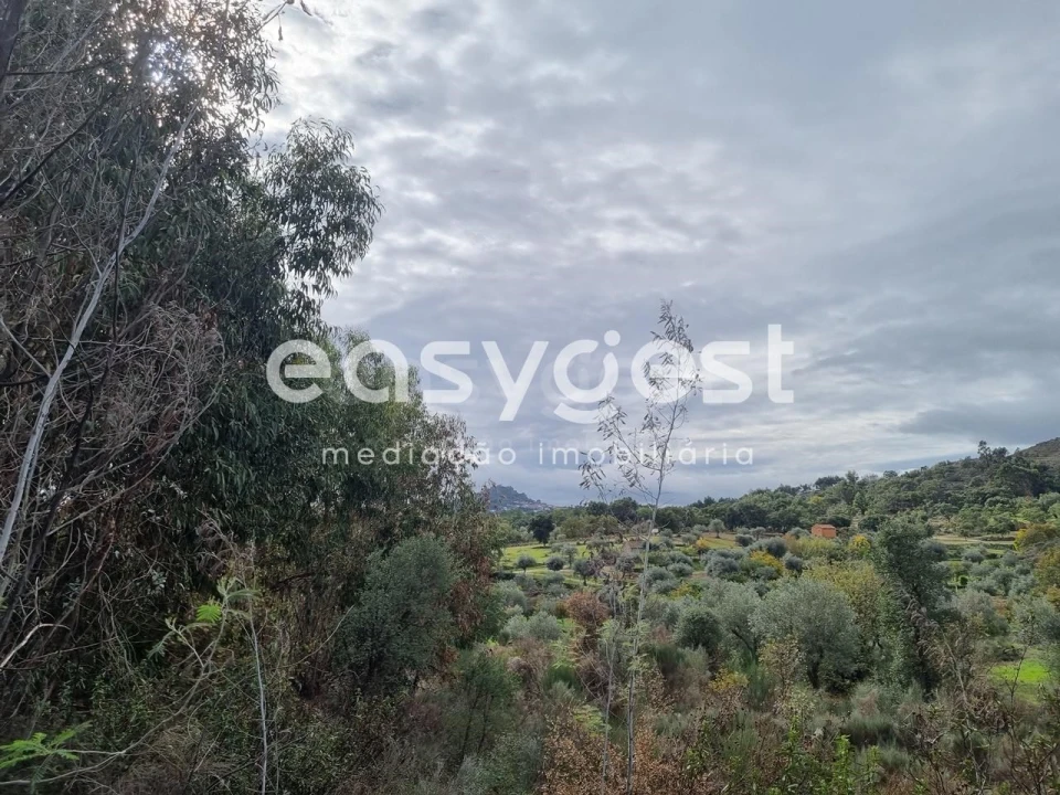 Terreno Agricola ou Rústico para Venda em Monsanto e Idanha-A-Velha Foto 6