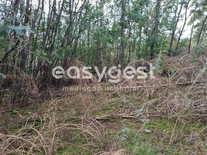 Terreno Agricola ou Rústico para Venda em Monsanto e Idanha-A-Velha Foto 43