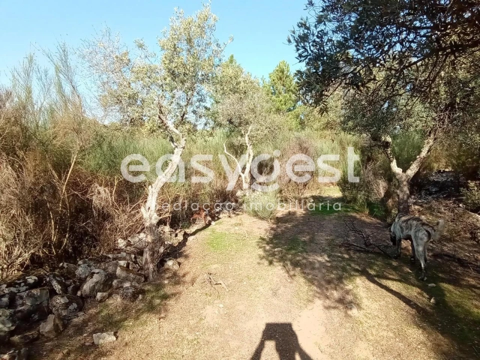 Terreno Agricola ou Rústico para Venda em Póvoa de Rio de Moinhos e Cafede Foto 34