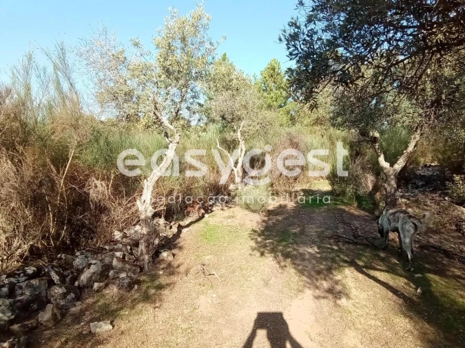 Terreno Agricola ou Rústico para Venda em Póvoa de Rio de Moinhos e Cafede Foto 34