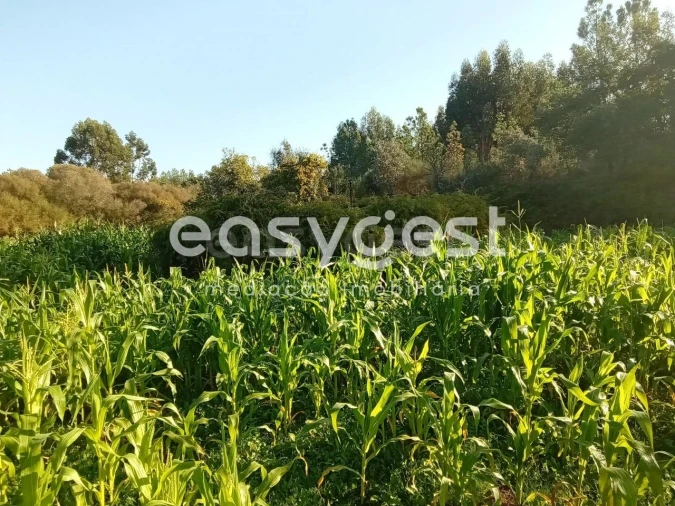 Terreno Agricola ou Rústico para Venda em Póvoa de Rio de Moinhos e Cafede Foto 41