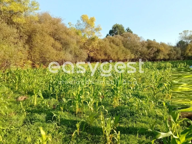 Terreno Agricola ou Rústico para Venda em Póvoa de Rio de Moinhos e Cafede Foto 42